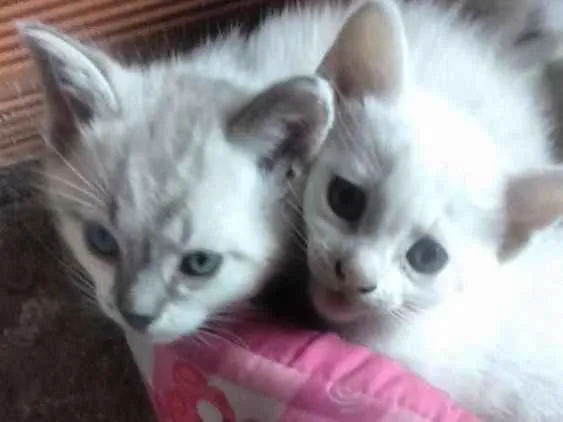 Gato ra a Não sei idade Abaixo de 2 meses nome Não escolhi ainda