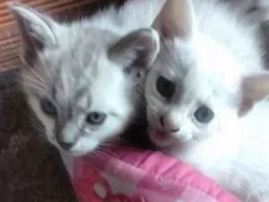 Gato raça Não sei idade Abaixo de 2 meses nome Não escolhi ainda