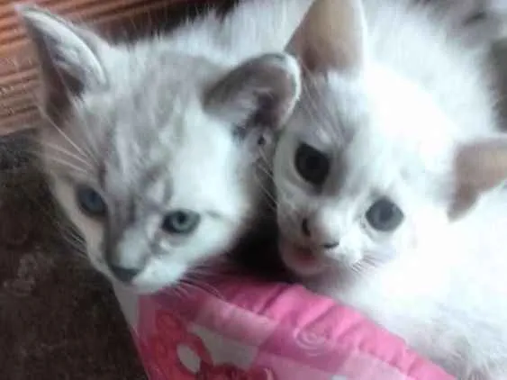 Gato ra a Não sei idade Abaixo de 2 meses nome Não escolhi ainda