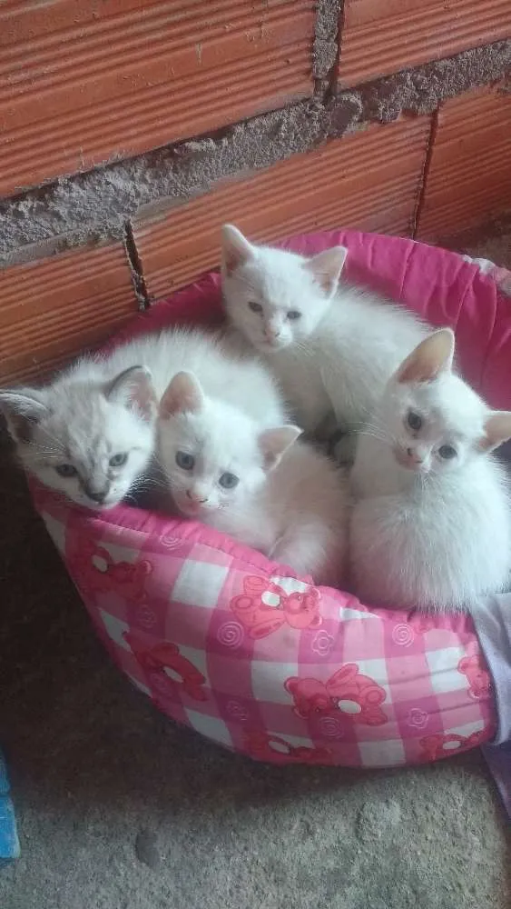 Gato ra a Não sei idade Abaixo de 2 meses nome Não escolhi ainda
