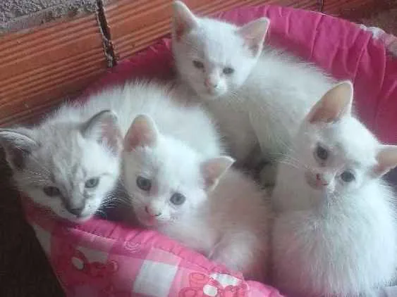 Gato ra a Não sei idade Abaixo de 2 meses nome Não escolhi ainda