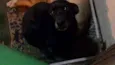Totó