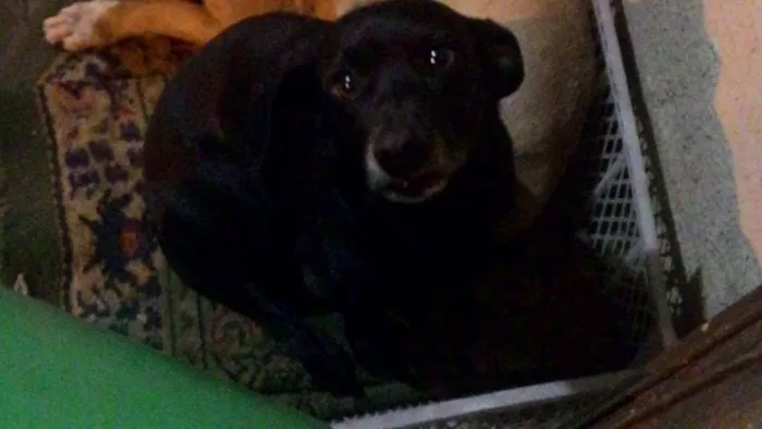 Cachorro ra a  idade 2 anos nome Totó