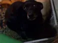 Totó