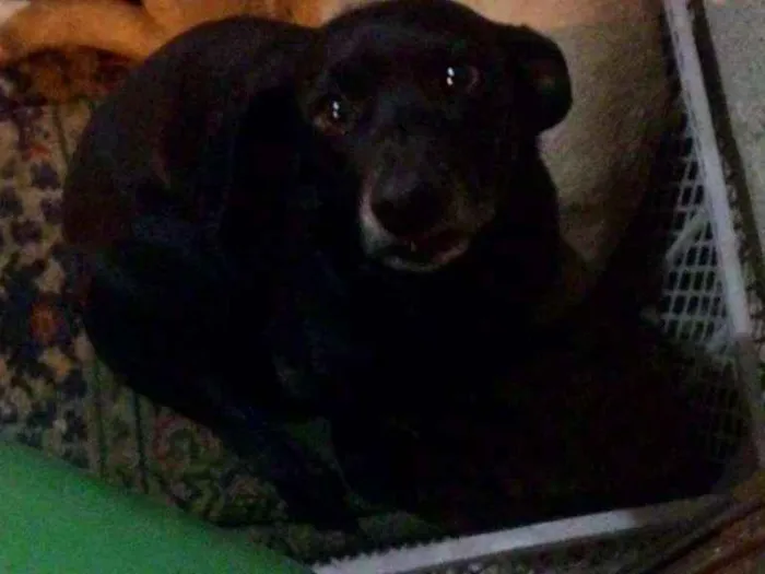 Cachorro ra a  idade 2 anos nome Totó