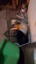 Totó e belinha