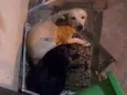 Totó e belinha