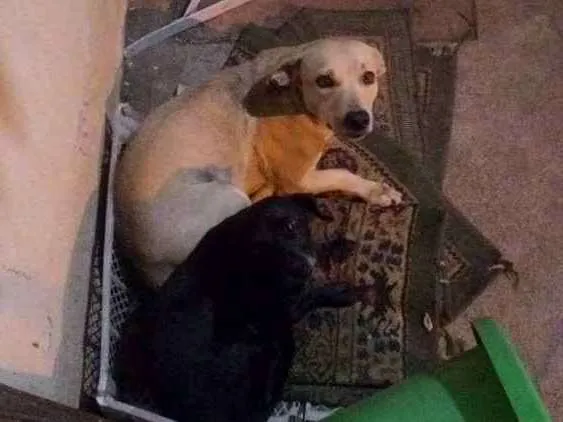 Cachorro ra a Mistura com vira-lata e salsicha idade 2 anos nome Totó e belinha