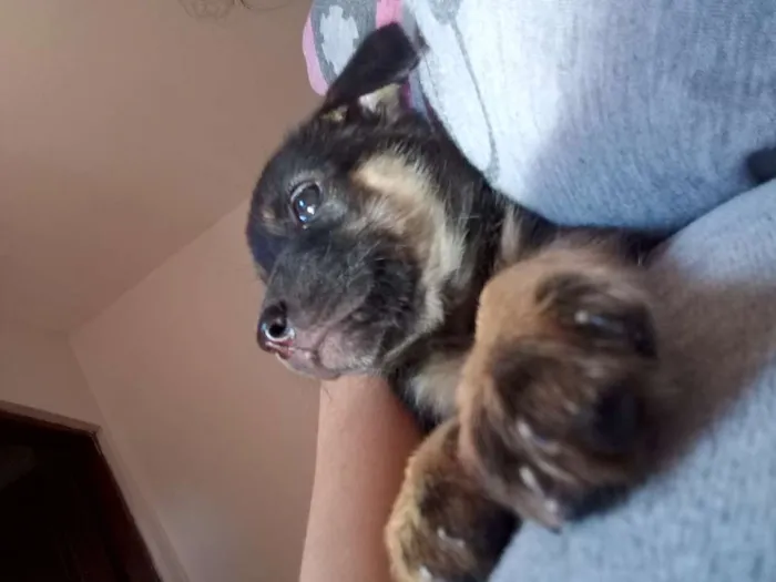 Cachorro ra a Vira lata  idade 2 a 6 meses nome Jujuba
