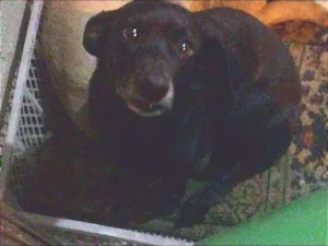 Cachorro raça  idade 2 anos nome Totó
