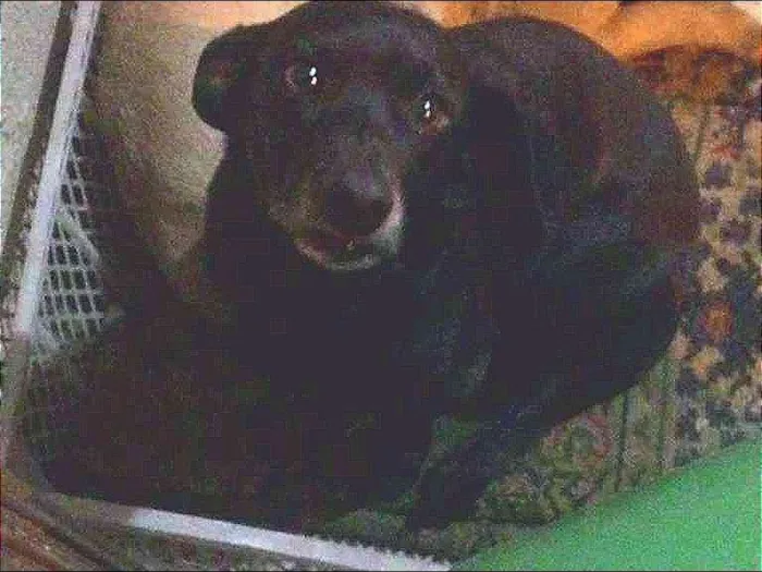 Cachorro ra a  idade 2 anos nome Totó