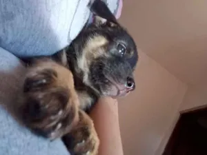 Cachorro raça Vira lata  idade 2 a 6 meses nome Jujuba