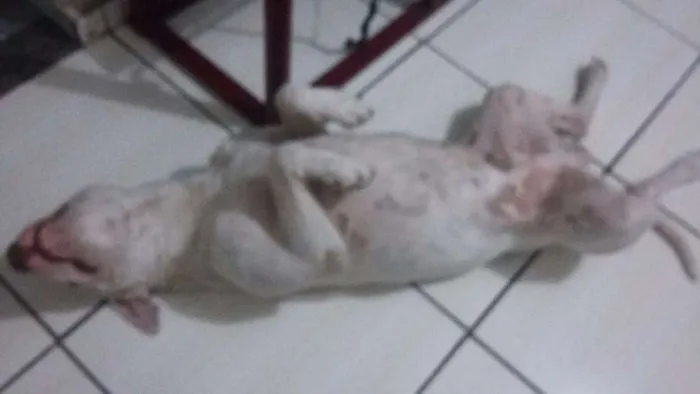 Cachorro ra a Pit-Bull idade 2 anos nome Sansão