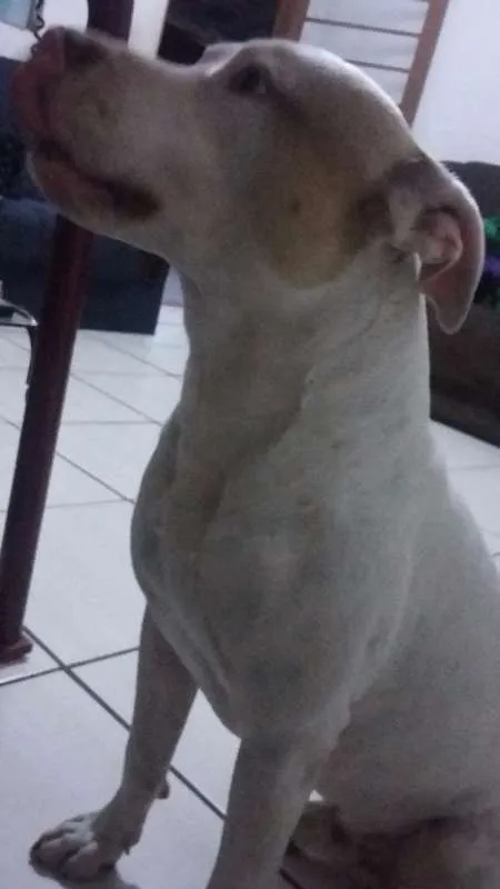 Cachorro ra a Pit-Bull idade 2 anos nome Sansão