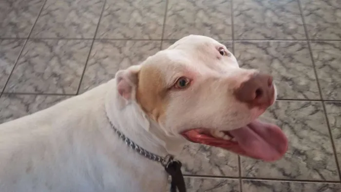 Cachorro ra a Pit-Bull idade 2 anos nome Sansão