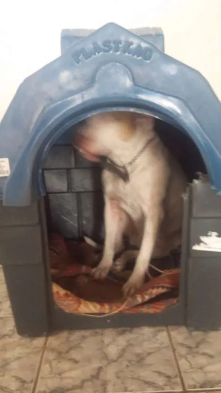 Cachorro ra a Pit-Bull idade 2 anos nome Sansão