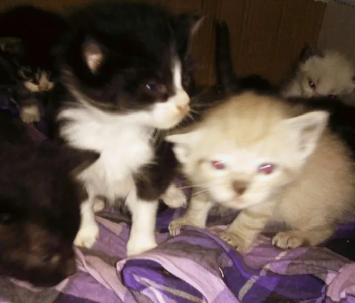 Gato ra a Angorá e Siamês idade 2 a 6 meses nome Sem nome