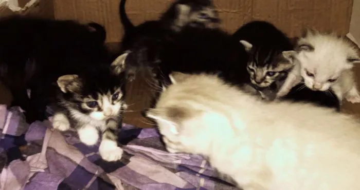 Gato ra a Angorá e Siamês idade 2 a 6 meses nome Sem nome