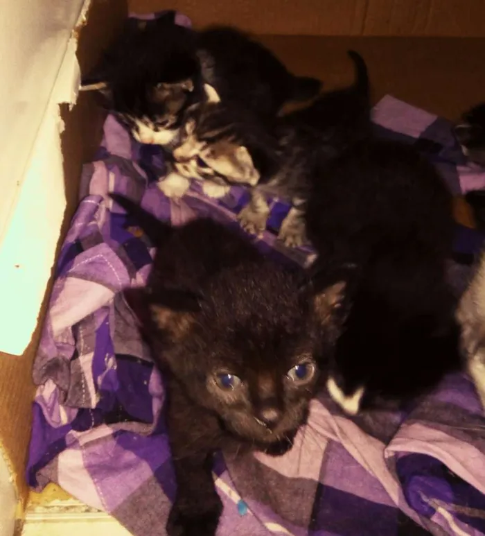 Gato ra a Angorá e Siamês idade 2 a 6 meses nome Sem nome
