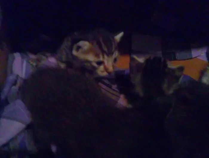 Gato ra a Angorá e Siamês idade 2 a 6 meses nome Sem nome