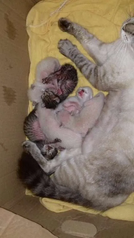 Gato ra a CIANÊS idade Abaixo de 2 meses nome sem nome ainda
