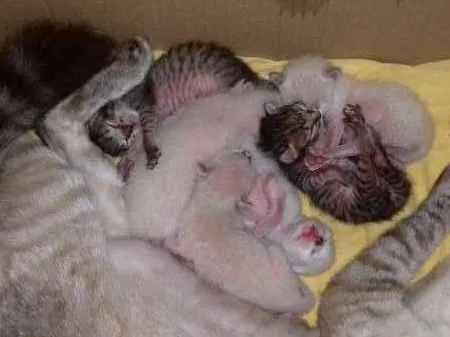Gato ra a CIANÊS idade Abaixo de 2 meses nome sem nome ainda