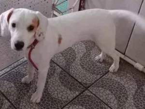 Cachorro raça Beagle idade 2 a 6 meses nome July