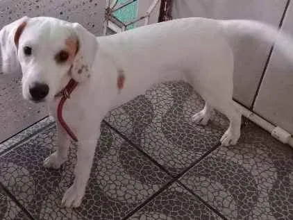 Cachorro ra a Beagle idade 2 a 6 meses nome July