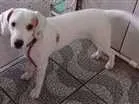 Cachorro raça Beagle idade 2 a 6 meses nome July