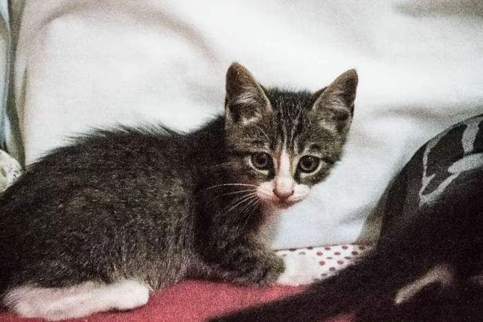 Gato ra a Indefinida idade 2 a 6 meses nome Valentina, Lady, Raj