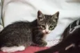 Valentina, Lady, Raj