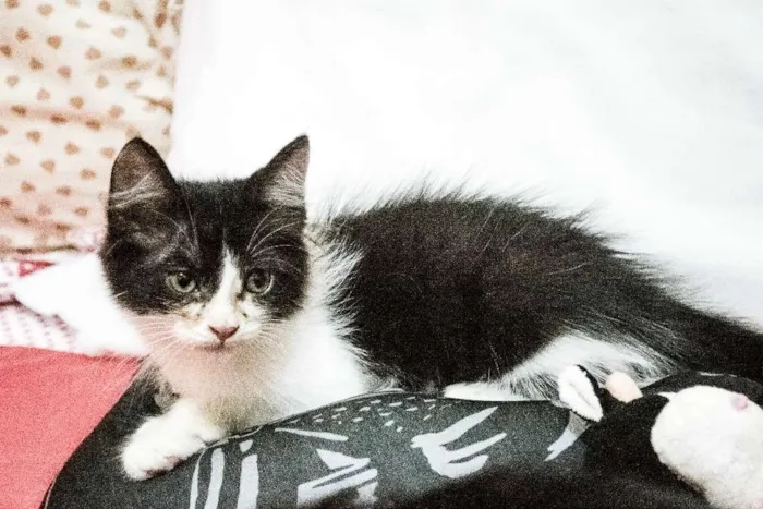 Gato ra a Indefinida idade 2 a 6 meses nome Valentina, Lady, Raj