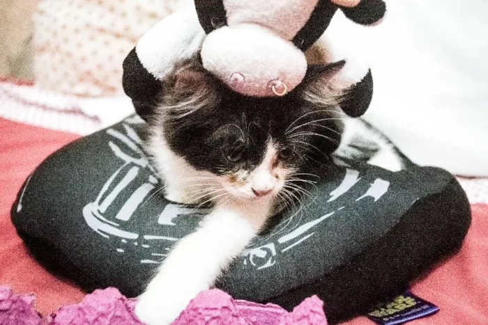 Gato ra a Indefinida idade 2 a 6 meses nome Valentina, Lady, Raj