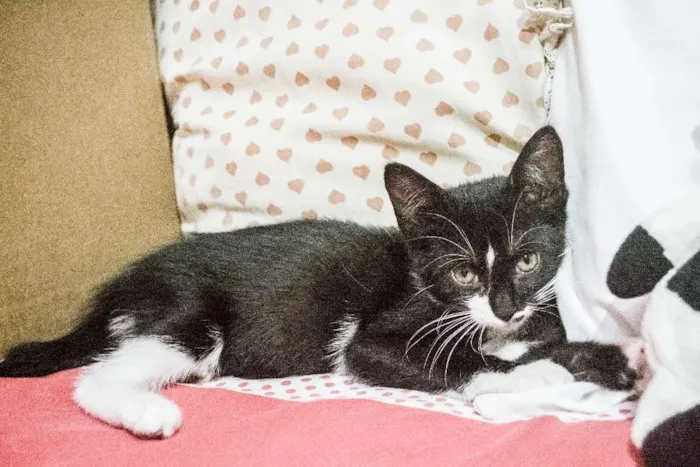 Gato ra a Indefinida idade 2 a 6 meses nome Valentina, Lady, Raj
