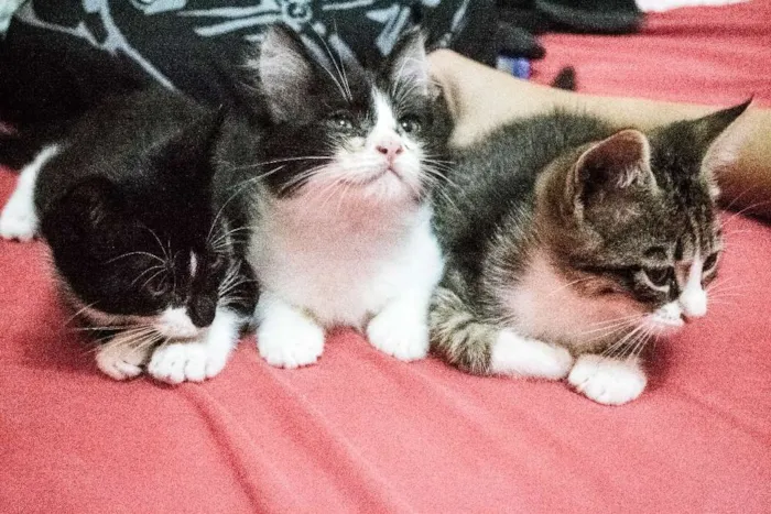 Gato ra a Indefinida idade 2 a 6 meses nome Valentina, Lady, Raj
