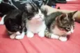 Valentina, Lady, Raj