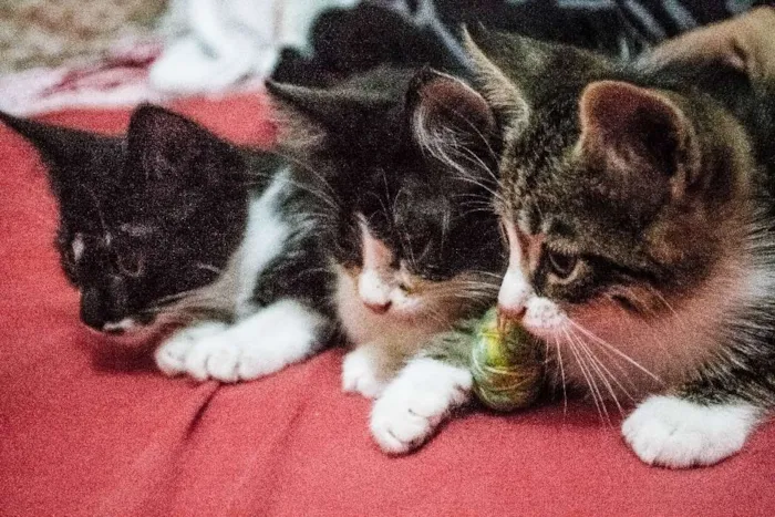Gato ra a Indefinida idade 2 a 6 meses nome Valentina, Lady, Raj