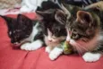 Valentina, Lady, Raj