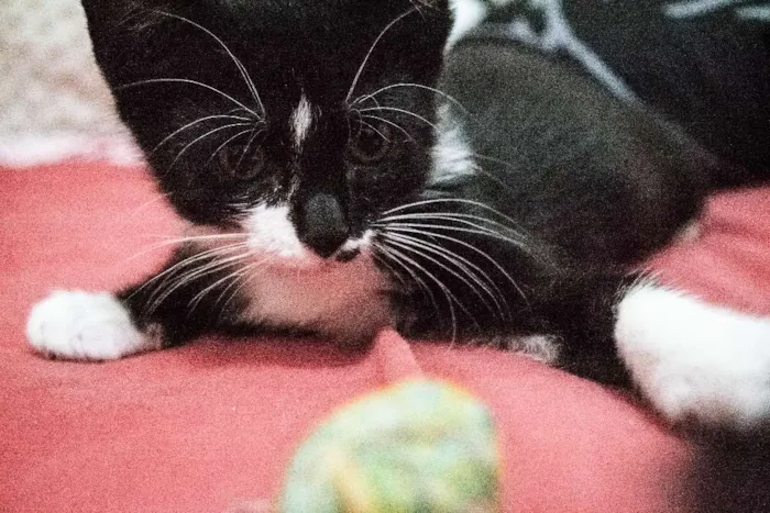 Gato ra a Indefinida idade 2 a 6 meses nome Valentina, Lady, Raj