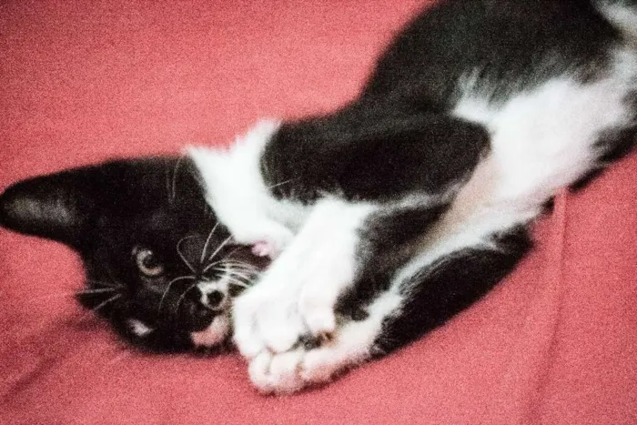 Gato ra a Indefinida idade 2 a 6 meses nome Valentina, Lady, Raj