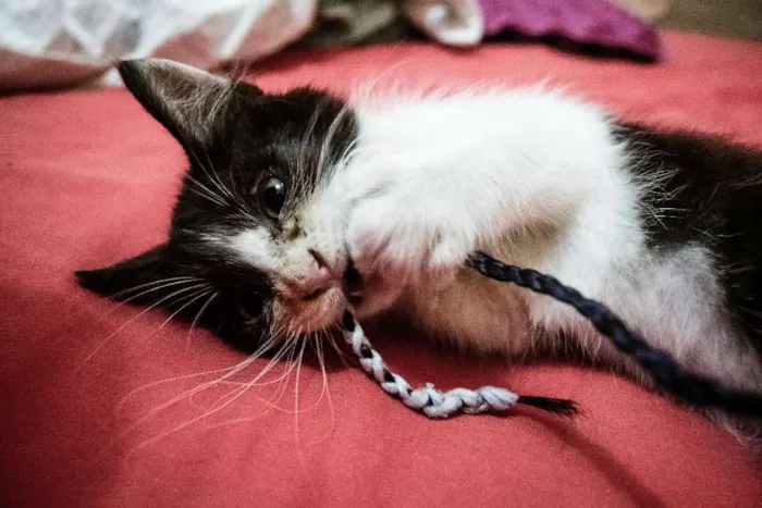 Gato ra a Indefinida idade 2 a 6 meses nome Valentina, Lady, Raj