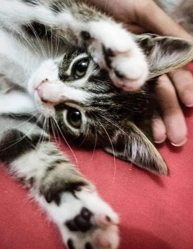 Gato ra a Indefinida idade 2 a 6 meses nome Valentina, Lady, Raj