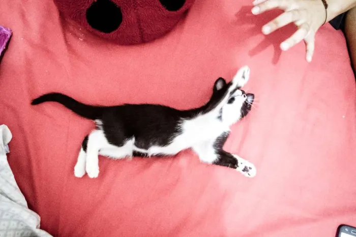 Gato ra a Indefinida idade 2 a 6 meses nome Valentina, Lady, Raj