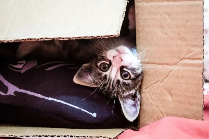 Gato ra a Indefinida idade 2 a 6 meses nome Valentina, Lady, Raj