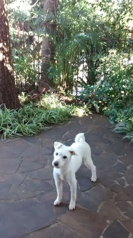 Cachorro ra a indefinida idade 1 ano nome "sujeirinha" não sab