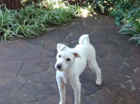 Cachorro ra a indefinida idade 1 ano nome "sujeirinha" não sab