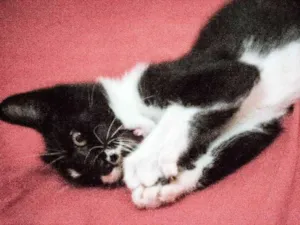 Gato raça Indefinida idade 2 a 6 meses nome Valentina, Lady, Raj