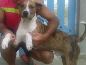 Cachorro raça Pit-Bull idade 4 anos nome TOB