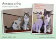 IRIS E ANTONIO