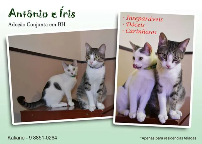 Gato raça SRD idade 2 a 6 meses nome IRIS E ANTONIO